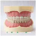 28 Zähne Zähne Schwarz FDental Anatomisches Modell für Schule Lehre 13006, Ersatz Zähne Siut für Frasaco Kiefer
